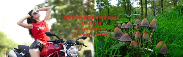 ГАЛЛЮЦИНОГЕННЫЕ ГРИБЫ Вяземский
